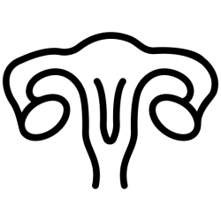 Ginecologia uterus.png